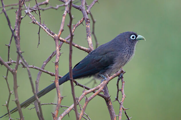A Blue Faced Malkoha on a thorny bush - Free image #483151